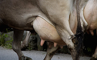 Protestujący rolnicy topili zdjęcia polityków w mleku